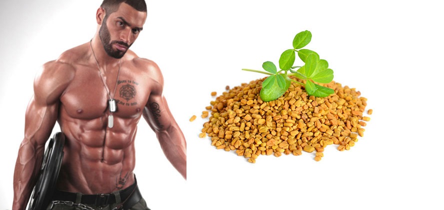 Can Fenugreek Help You to Increase Your Testosterone Level?
