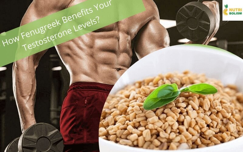 Can Fenugreek’s Impact on Testosterone Production in the Body?