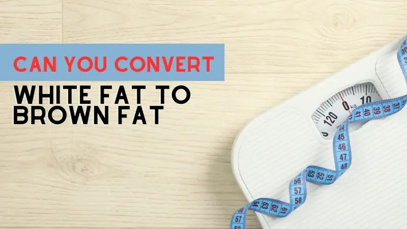 Can you convert white fat to brown fat