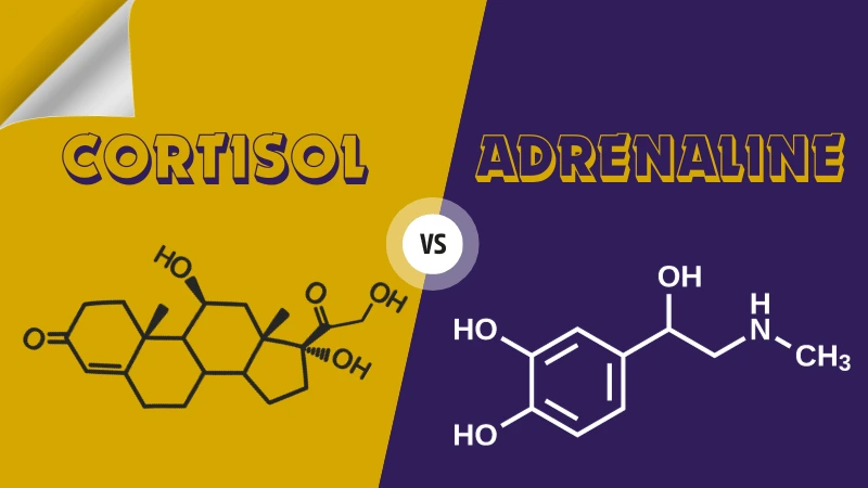 Cortisol vs adrenaline