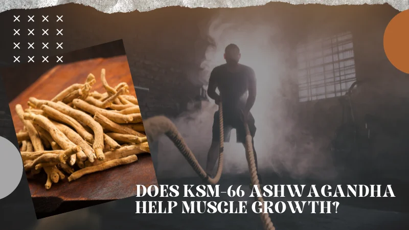 Is KSM-66 Ashwagandha for Muscle Growth a Good Approach? Explained