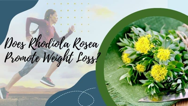 Rhodiola for weight loss