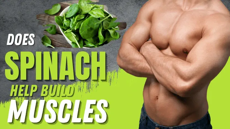 Does spinach help build muscle