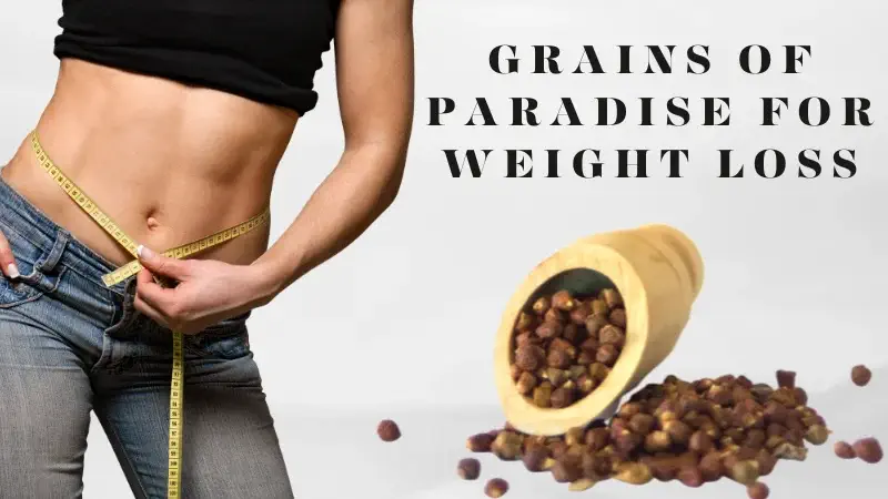 Grains of Paradise for weight loss