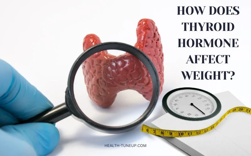 How Does Thyroid Hormone Affect Weight? Hypothyroidism and Hyperthyroidism