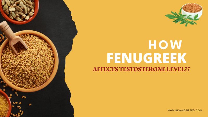How Does Fenugreek for Testosterone Hormone Work – Know Here!