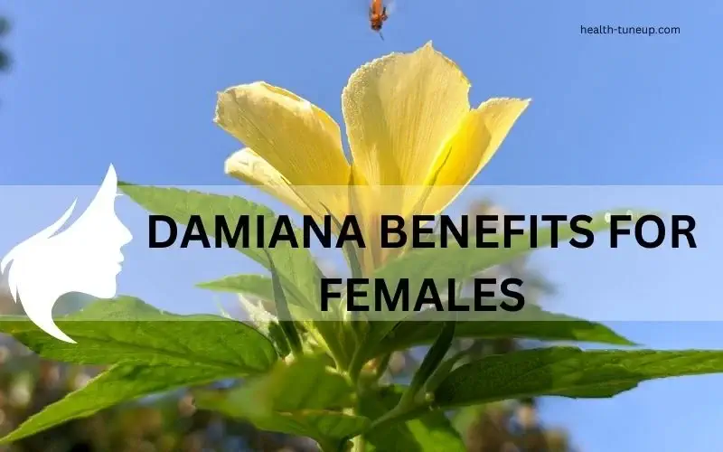 [Top 8] Damiana (Turnera Diffusa) Benefits For Females